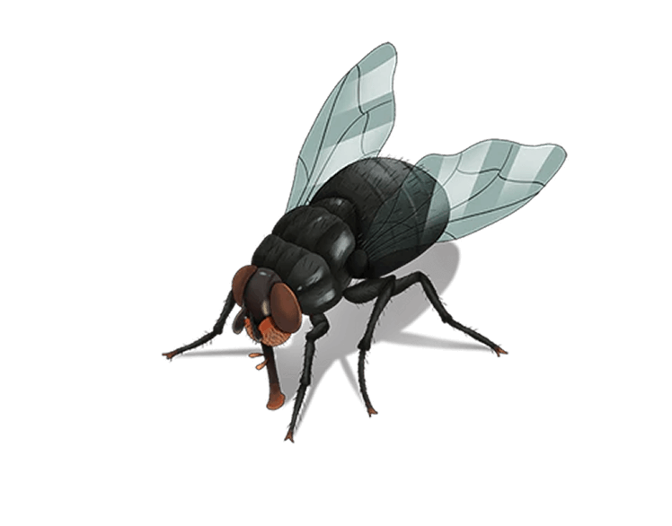 Reclaim Your Home From Pests